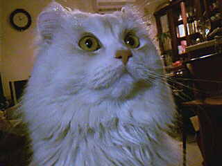 �ڐ��̌������ɋC�ɂȂ���̂��H